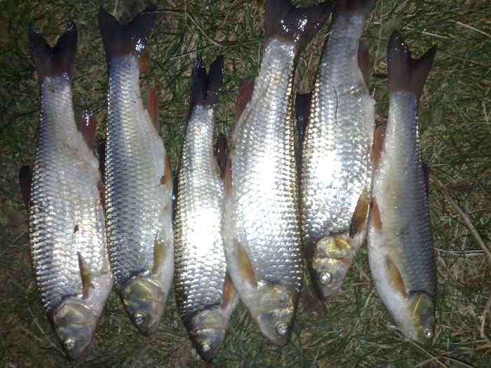 Am pescuit astazi 26.11.2011 pe Dambovita la Brezoaiele si