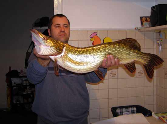 Stiuca 5,3 kg pescuita in Valea Vlasiei, in 10.12.2006.
 

